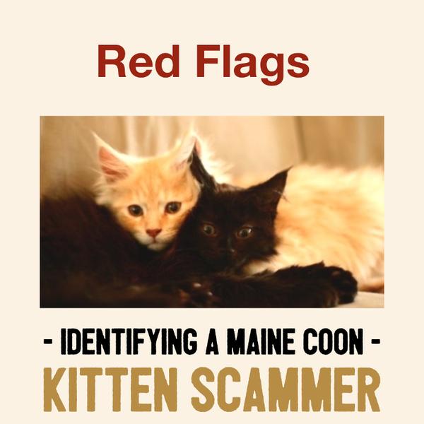 Identifying a kitten scam
