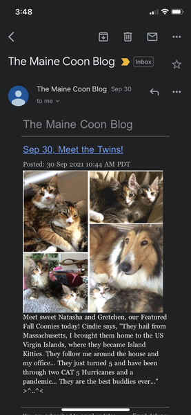 Maine Coon Blog