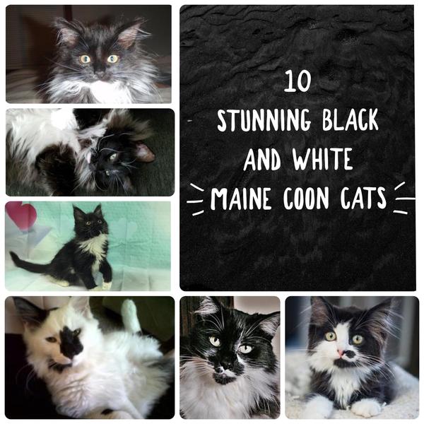 10 Stunning Black & White Maine Coon Cats