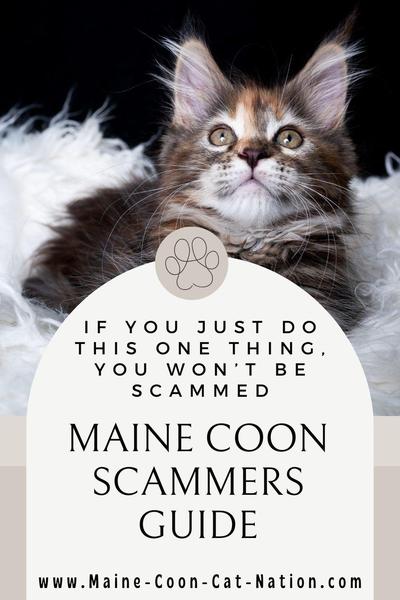 maine-coon-scammers-guide.jpg