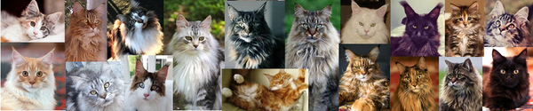 Happy Weekend! Greetings from Maine Coon Cat Nation