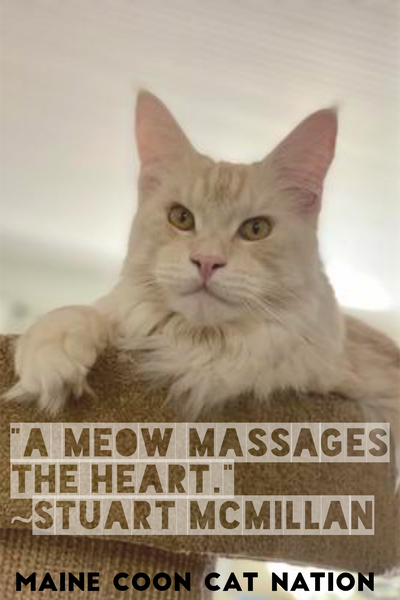 a meow massages the heart quote