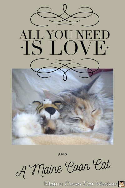 All you need is love... and a Maine Coon Cat!