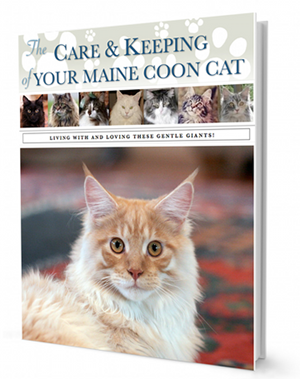 Main Coon Care Guide