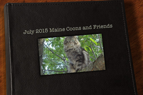 July Maine Coons and Friends