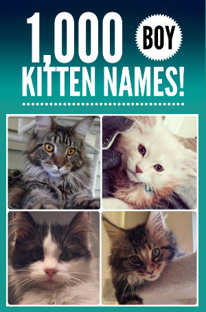 Male Kitten Names