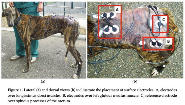 Greyhound EMG