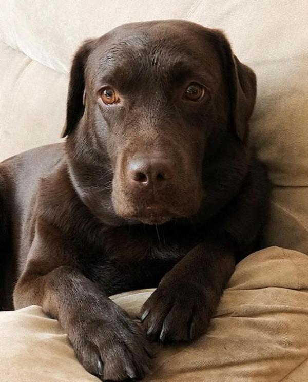 Chocolate Lab