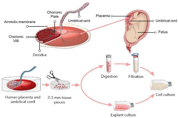 Placenta Extract Therapy