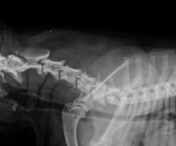 Canine Cervical Spine