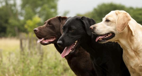 3 Labradors