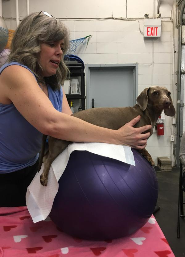 Daxie on a ball