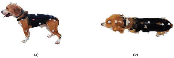 Back Brace on a Beagle