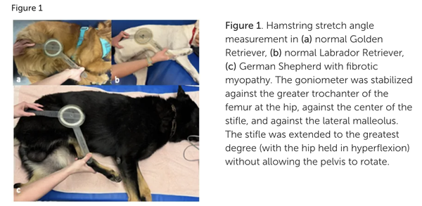 Hamstrings Measurement