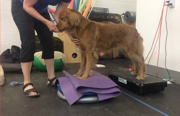 Vibration Canine
