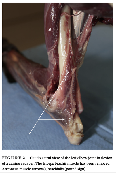 Anconeus