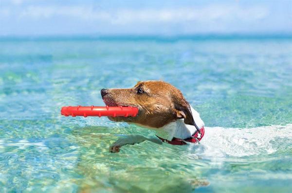 Water Dog
