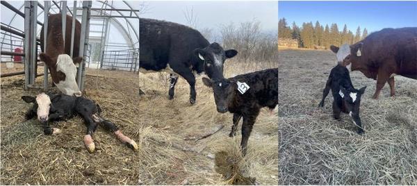 Calving pics Apr20