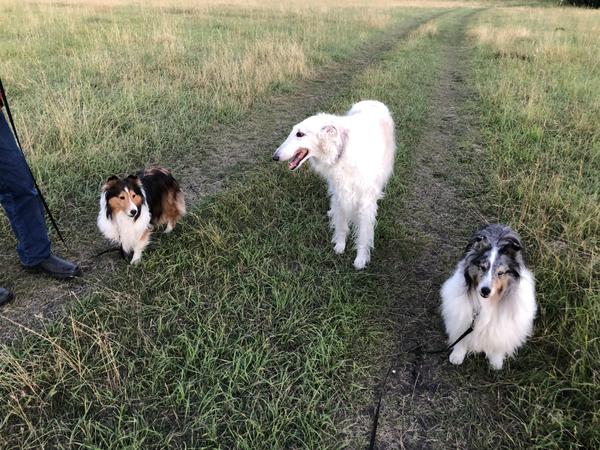 New Shelties and the Borzoi
