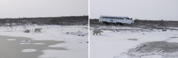 Polar Bear Mom & Big Bad Male