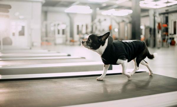 Dog Treadmill Exercise
