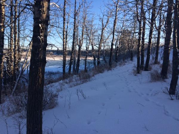 Winter scene