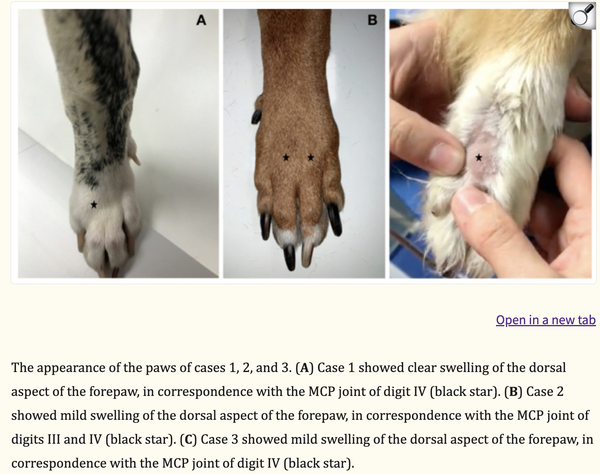 Boxer's Knuckles in Dogs