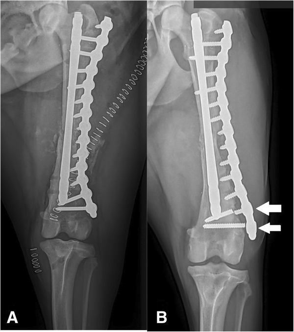 Canine Implant