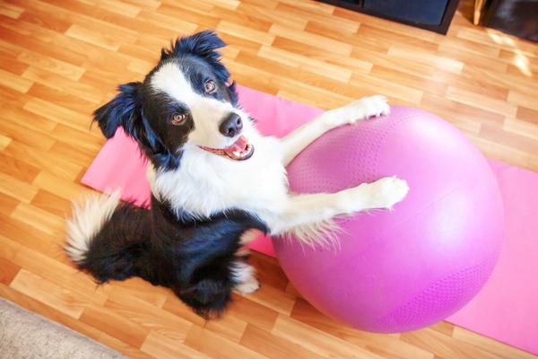 Canine Fitness