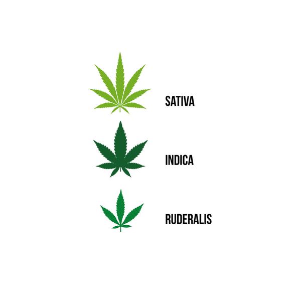 Sativa