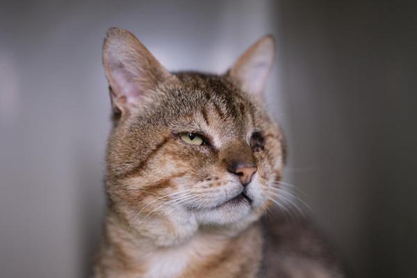 Cat with squinty eye