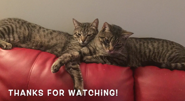 Tips for Treating Cats!