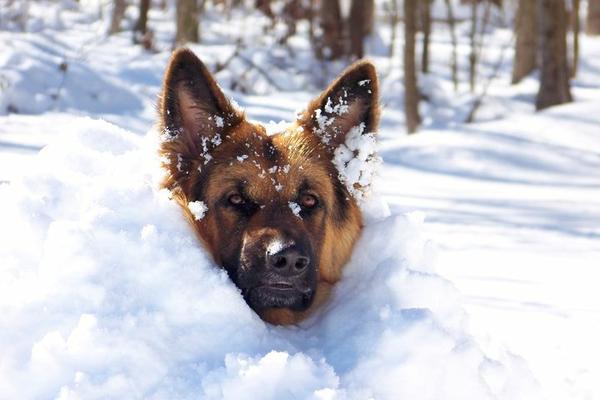Snow Dog