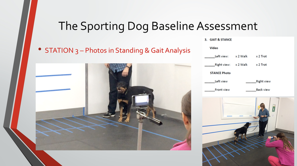 Sporting Dog Assessment