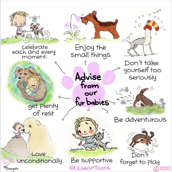 Dog advice 