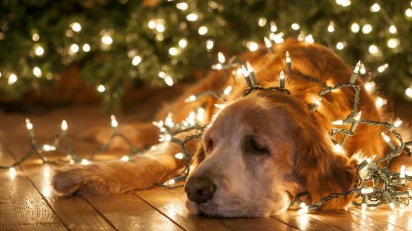dog lights