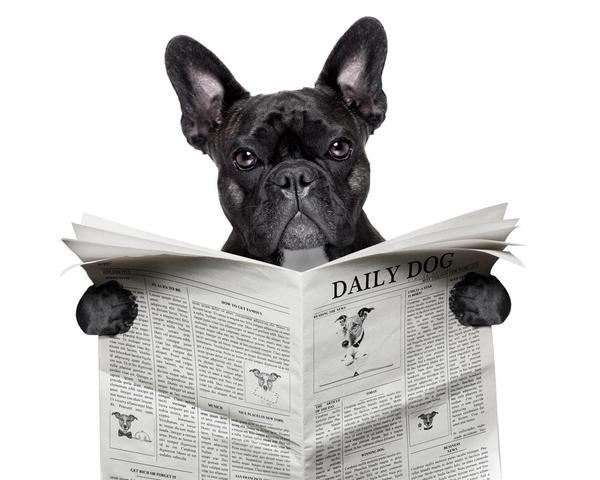 Frenchie reading the news
