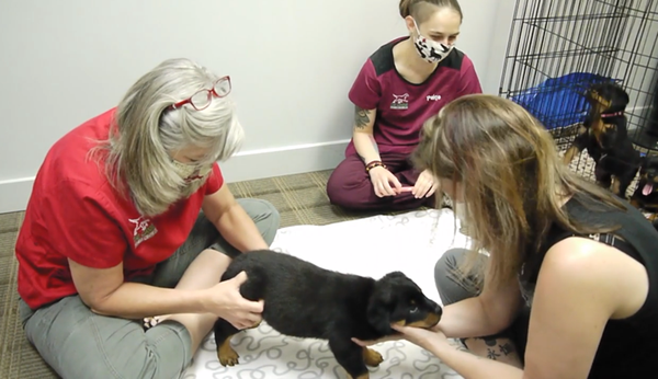 Puppy Litter Assessment