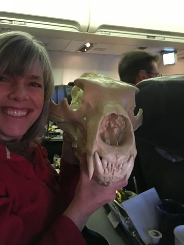 Polar Bear Skull