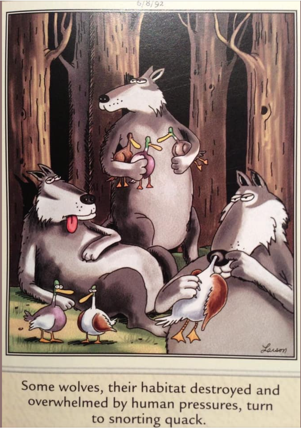 Cartoon