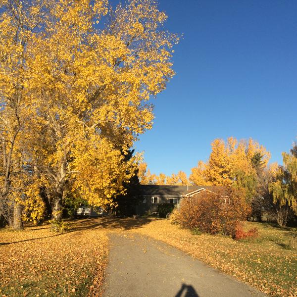Fall colours Calgary