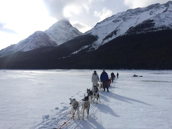 Dog Sledding