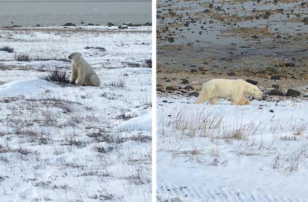 Sleepy Polar Bear