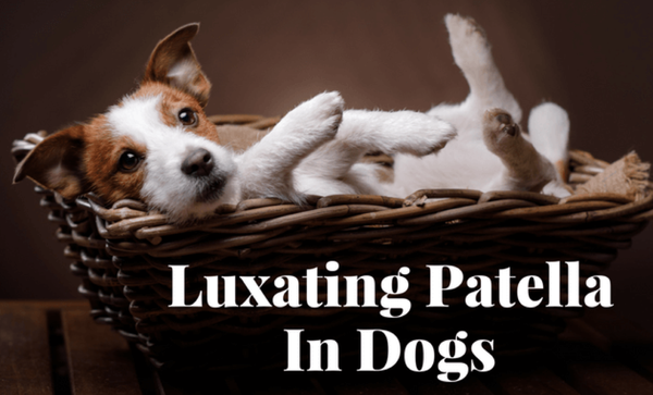 Luxating Patellas in Dogs