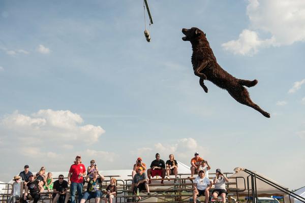 Dock Dog