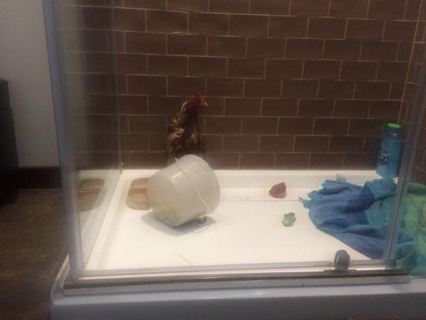 shower chicken