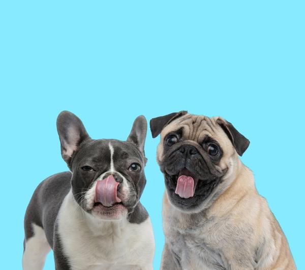 Frenchie & A Pug