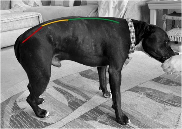 Dog Posture Article