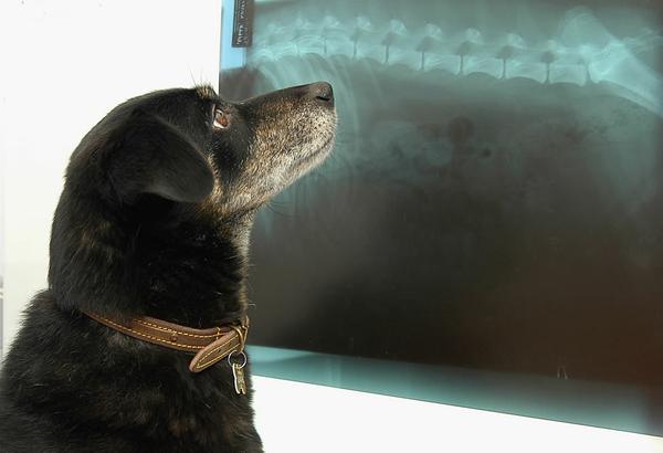 Old Dog