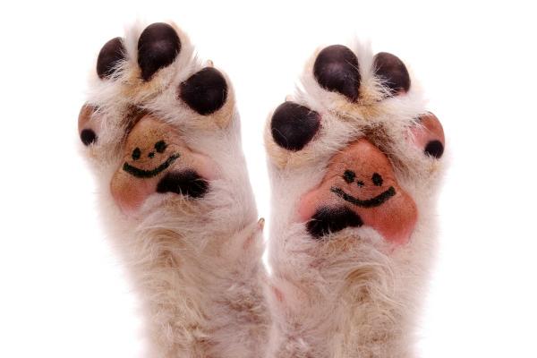 Dog Toes